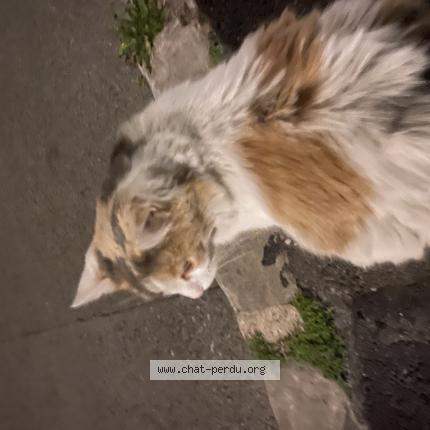 Photo de chat trouvé à Fontenay Sous Bois
