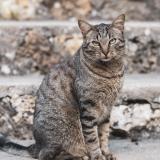 Photo de chat perdu à Chateaufort