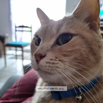 Photo 1/1 Tokyo Chat perdu à Moeuvres