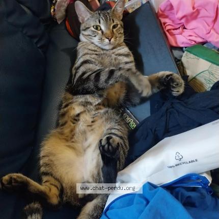 Photo 2/2 Chacha Chat perdu à La voulte sur rhone