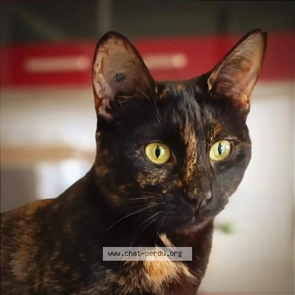 Photo 1/1 Tao Chat perdu à Auffay