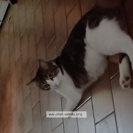Photo 1/1 Chat retrouvé Perdu à Livers Cazelles