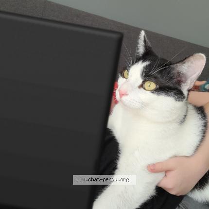 Photo 1/1 Lulu Chat perdu à Maubeuge