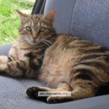 Photo 1/1 Timousse dit Moumousse Chat perdu à Cheniers