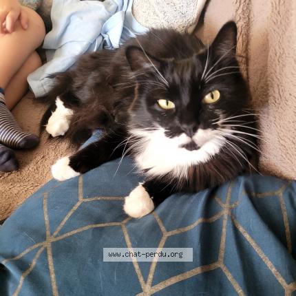 Photo 1/1 Princesse Chat perdu à Garein