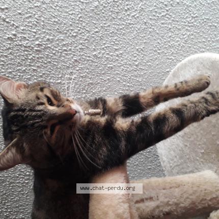 Photo 1/1 Uriella Chat perdu à Propriano