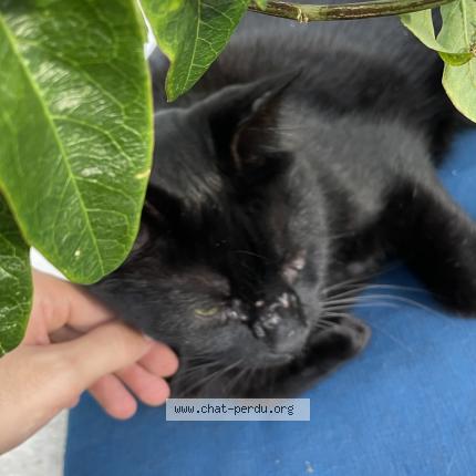 Photo 1/3 M. le chat Chat perdu à Caussade