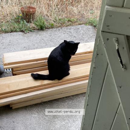 Photo 2/3 M. le chat Chat perdu à Caussade