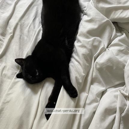 Photo 3/3 M. le chat Chat perdu à Caussade