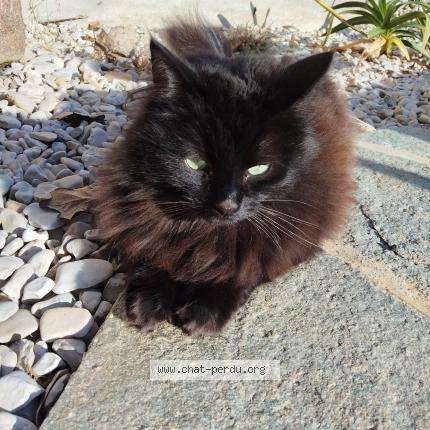Photo de chat perdu à Pordic