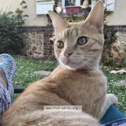 Photo 1/1 Muffin Chat perdu à Claville