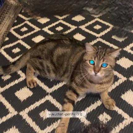 Photo 2/4 Temssy Chat perdu à Saint remy les chevreuse