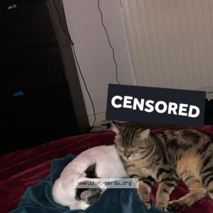 Photo 3/4 Temssy Chat perdu à Saint remy les chevreuse