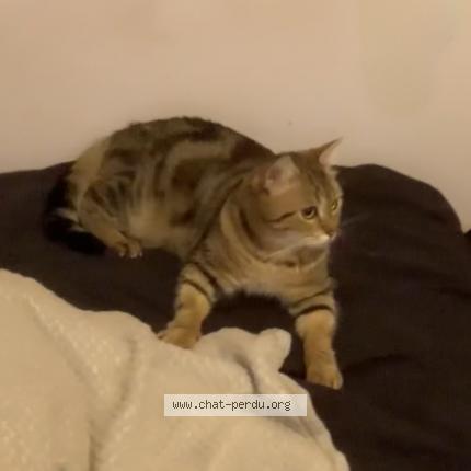 Photo 4/4 Temssy Chat perdu à Saint remy les chevreuse