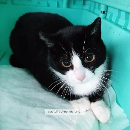 Photo de chat perdu à Peillac