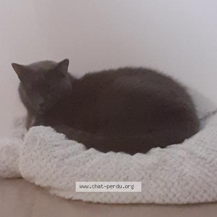 Photo 1/1 Chat retrouvé Perdu à Nice