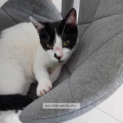 Photo de chat perdu à Beziers