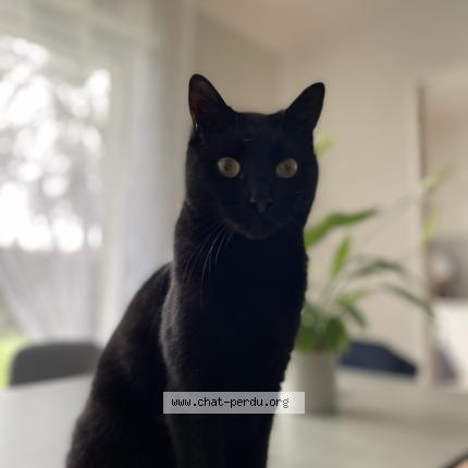 Photo 1/1 Simba Chat perdu à Champtoceaux