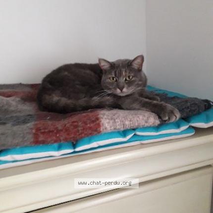 Photo 1/1 Grisette Chat perdu à Villers semeuse