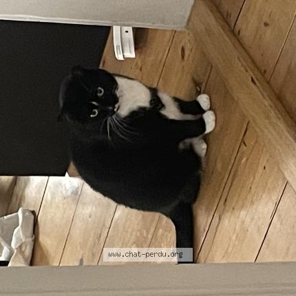 Photo 1/1 Chat retrouvé Perdu à Bischheim