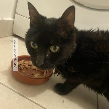 Photo 1/1 Chat retrouvé Trouvé à Rouen