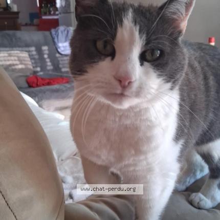 Photo 1/1 Gaïa Chat perdu à Plouhinec