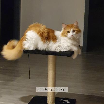 Photo 1/1 Haldol Chat perdu à Arces