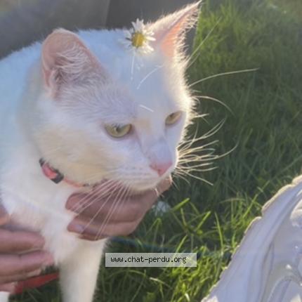 Photo de chat perdu à Rennes