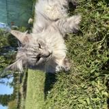 Photo de chat perdu à Grand Auverne