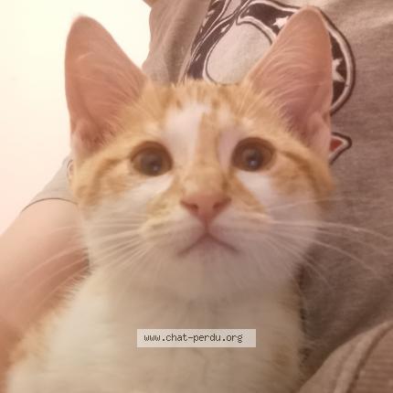 Photo de chat trouvé à Durtal