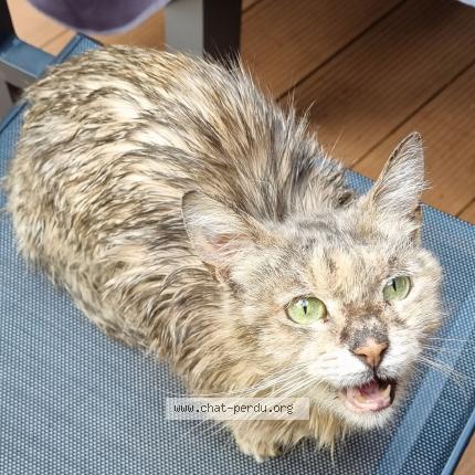 Photo de chat perdu à Saint Leu La Foret