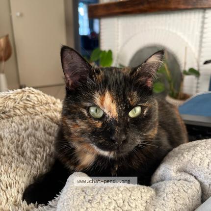 Photo 1/1 Yuna Chat perdu à Tarnos