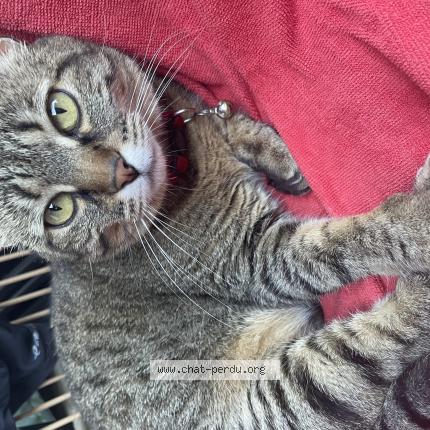 Photo 1/1 Alys Chat perdu à Lyon