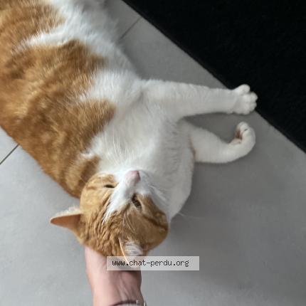 Photo de chat perdu à Charvieu Chavagneux