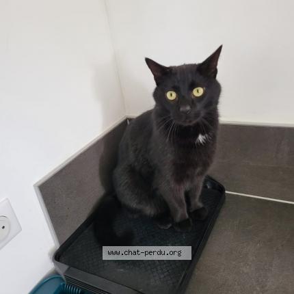 Photo 1/1 Ayaz Chat perdu à Rixheim