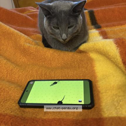 Photo de chat perdu à Nogent Sur Marne