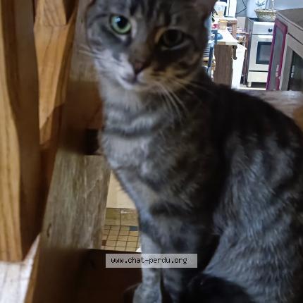 Photo de chat trouvé à Les Ressuintes