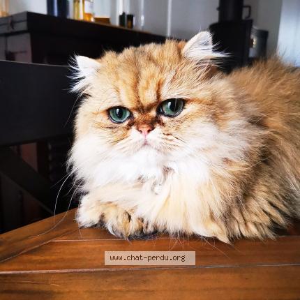 La première fois que j'ai perdu mon chat J'ai perdu mon chat, que faire ? – Les ti'chats
