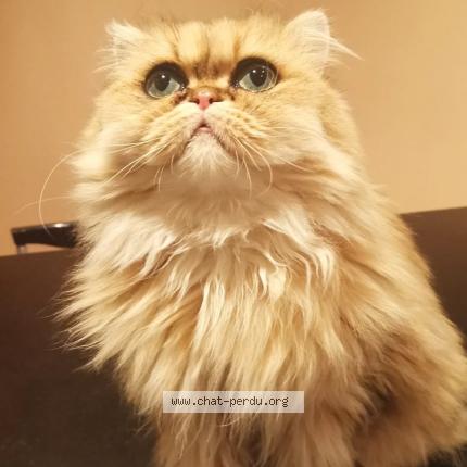 La première fois que j'ai perdu mon chat La première fois que j'ai perdu mon chat