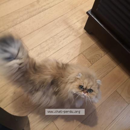 Photo 3/5 Chat retrouvé Perdu à Montesson