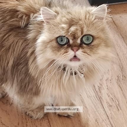 Photo 4/5 Chat retrouvé Perdu à Montesson