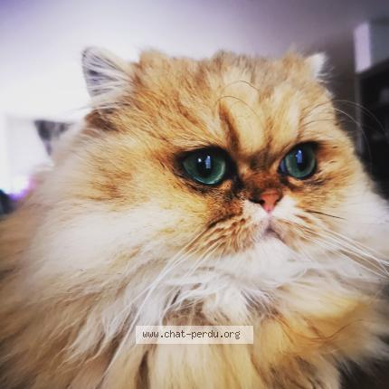 Photo 5/5 Chat retrouvé Perdu à Montesson