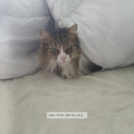Photo de chat perdu à Eragny