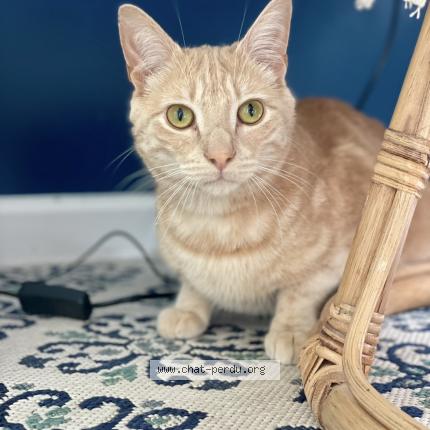 Photo 1/1 Mocha prononciation Moka Chat perdu à Oissel