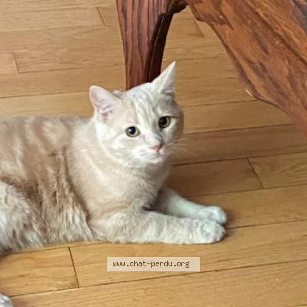 877928 Tao chat perdu à VERDUN - Chat Perdu Canada