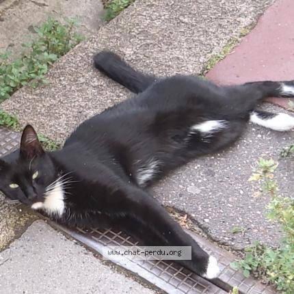 Photo 1/1 Colin Chat perdu à Langoiran