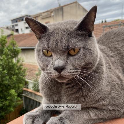 Photo de chat perdu à Toilouse