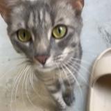 Photo de chat perdu à Montigny Le Bretonneux