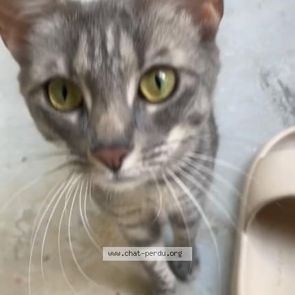 Photo 1/1 Chat retrouvé Perdu à Montigny le bretonneux