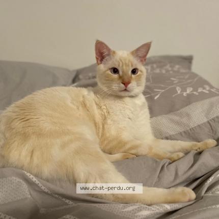 Photo de chat perdu à Nice Provence Alpes Cote D Azur